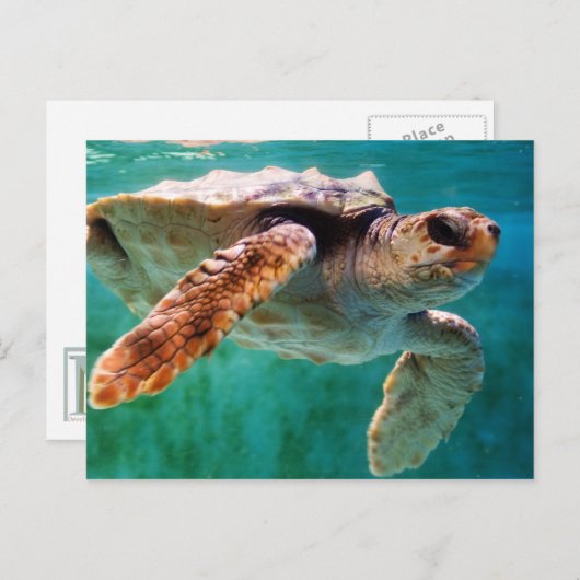 Loggerhead #2 Briefkaart (Voorkant / Achterkant)