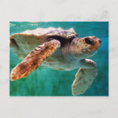 Loggerhead #2 Briefkaart (Voorkant)