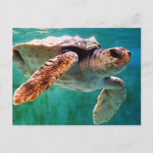 Loggerhead #2 Briefkaart (Voorkant)