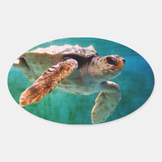 Loggerhead #2 Sticker (Voorkant)