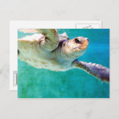 Loggerhead #3 Briefkaart (Voorkant / Achterkant)