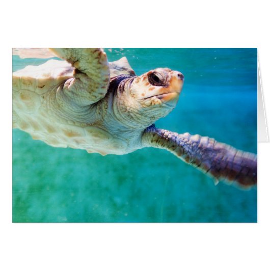 Loggerhead #3 Kaart (Voorkant Horizontaal)