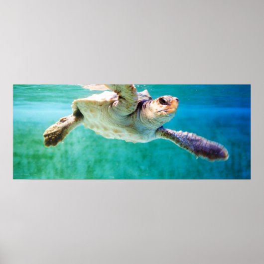 Loggerhead #3 Poster (Voorkant)