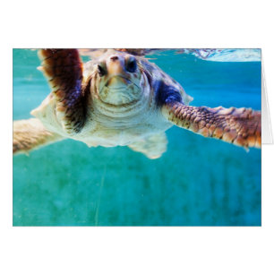 Loggerhead #4 Kaart