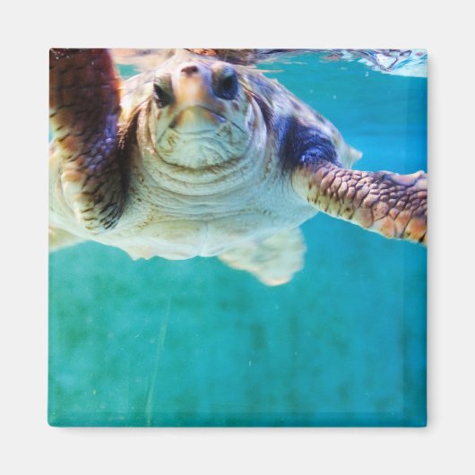 Loggerhead #4 Magnet Magneet (Voorkant)