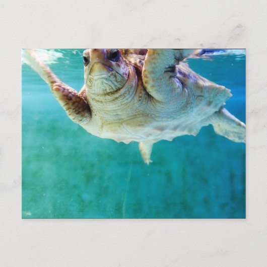 Loggerhead #5 Briefkaart (Voorkant)
