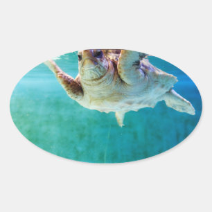 Loggerhead #5 Sticker