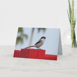 Loggerhead Shrike Bird Wenskaart Kaart