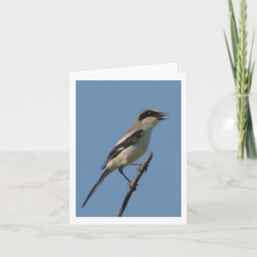Loggerhead Shrike Photo Folded Note Kaart (Voorkant)