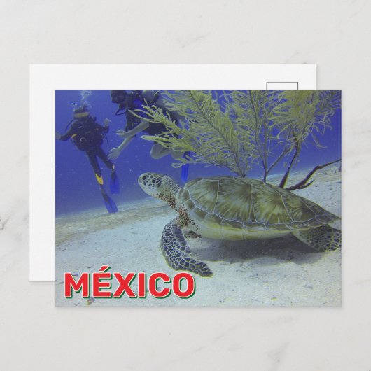Loggerhead Turtle In Mexico Briefkaart (Voorkant / Achterkant)