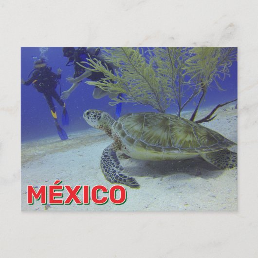 Loggerhead Turtle In Mexico Briefkaart (Voorkant)