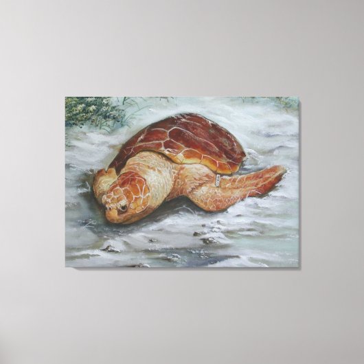 Loggerhead Turtle - St George Island Canvas Afdruk (Voorkant)