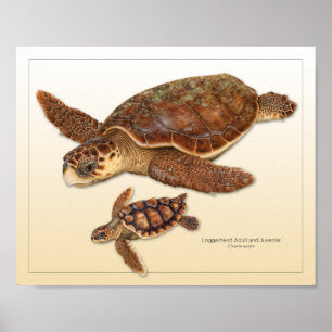 Loggerhead Zee Turtle Adult en Juvenile Print