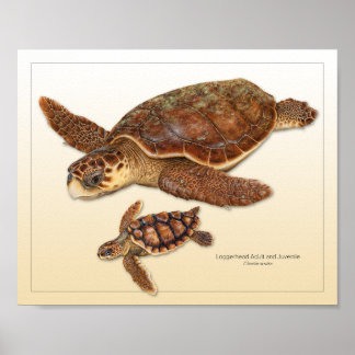 Loggerhead Zee Turtle Adult en Juvenile Print