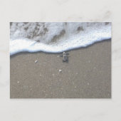 Loggerhead Zee Turtle Hatchling Briefkaart (Voorkant)