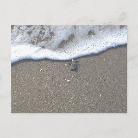 Loggerhead Zee Turtle Hatchling Briefkaart (Voorkant)