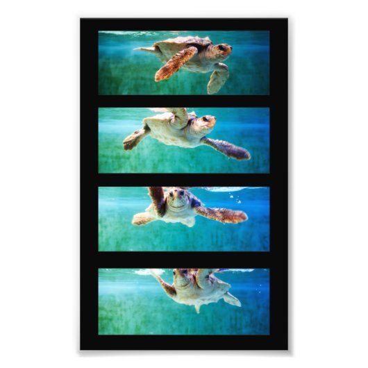 Loggerhead Zee Turtle Study Foto Afdruk (Voorkant)