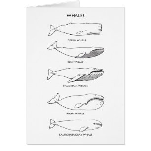 Logo walvis
