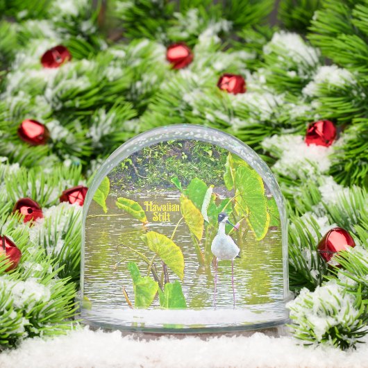 L'oiseau d'Amérique (Noël)