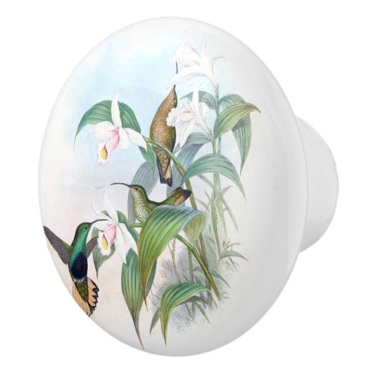 L'oiseau de colibri fleurit le bouton d'animal de (Droite)