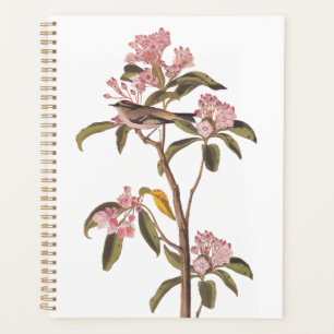L'Oiseau de couvier d'Audubon sur Calico Rose