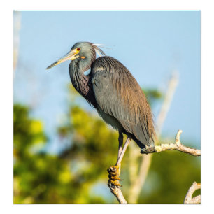 L'oiseau perfectionnent la pro photo de 19,79 x de