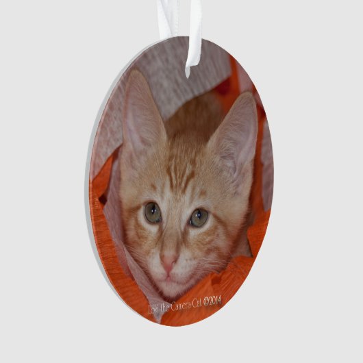 Loki dans orange et blanc (devant)