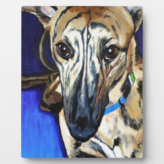 Loki - Lurcher dog Fotoplaat