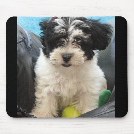 Lola A Rescued Havanese puppy Muismat (Voorkant)