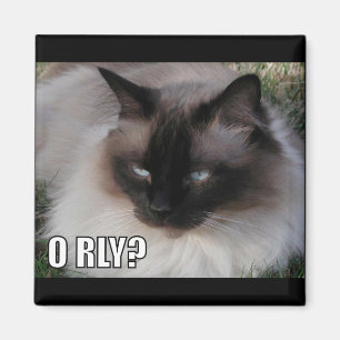 LOLCat 4 Magneet