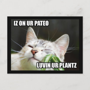 LOLCat Sassy Briefkaart