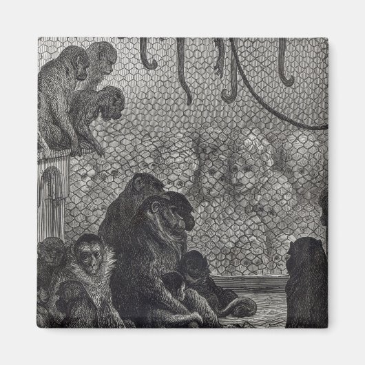 Londense apen magneet (Voorkant)