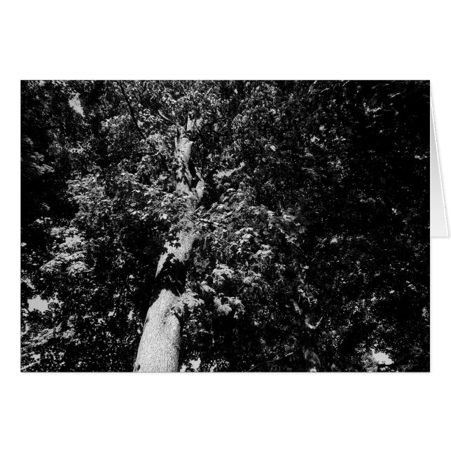 London Plane Tree B&W (Devant horizontal)
