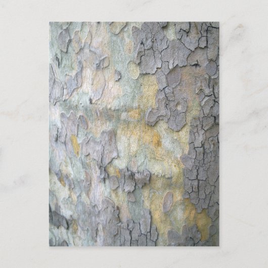 London Plane Tree Bark Briefkaart (Voorkant)