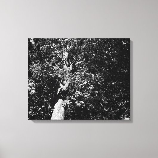 London Plane Tree Canvas Afdruk (Voorkant)