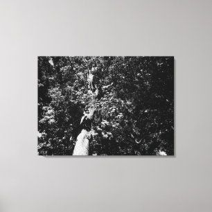 London Plane Tree Canvas Afdruk
