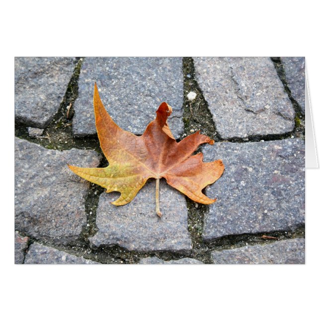 London Plane Tree Leaf (Voorkant Horizontaal)