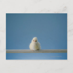 Lone Baby Pet Chicken Sitting on a Perch Briefkaart