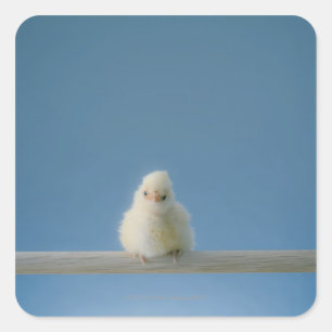 Lone Baby Pet Chicken Sitting on a Perch Vierkante Sticker