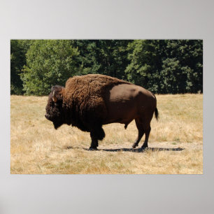 Lone Buffalo Poster