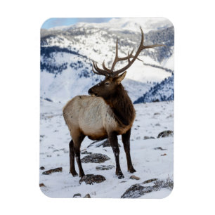 Lone Bull Elk in Snow   Nationaal Park Yellowstone Magneet