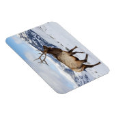 Lone Bull Elk | Nationaal Park Yellowstone Magneet (Rechterzijde)