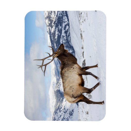 Lone Bull Elk | Nationaal Park Yellowstone Magneet (Verticaal)