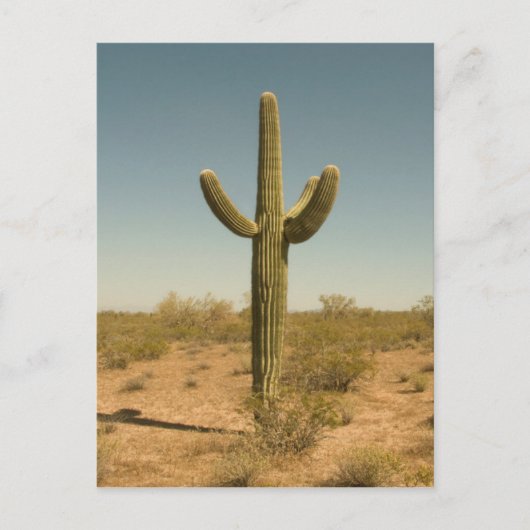 Lone Cactus Briefkaart (Voorkant)