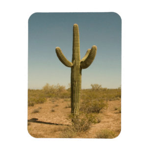 Lone Cactus Magneet