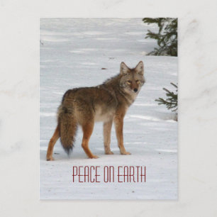 Lone Coyote dans la carte postale Neige