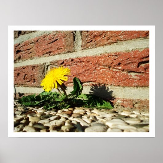 Lone Dandelion Poster (Voorkant)