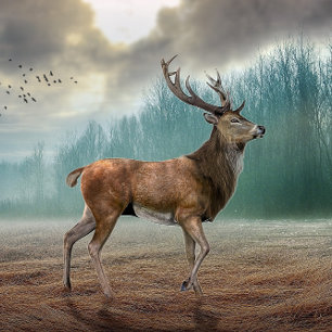 Lone Deer in Misty Forest Muismat