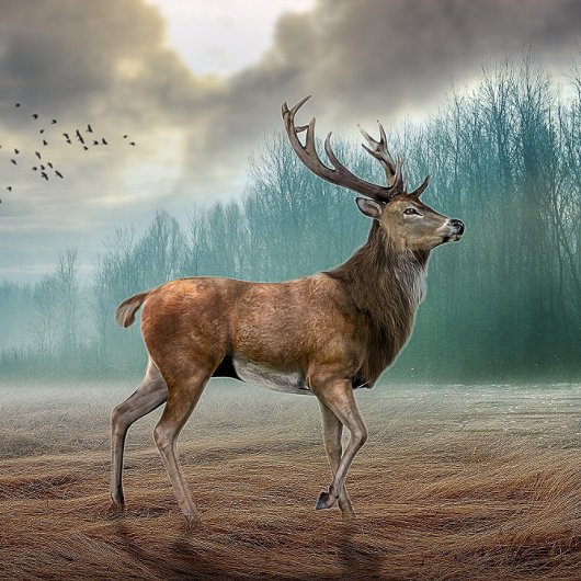 Lone Deer in Misty Forest Muismat