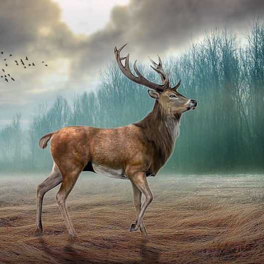 Lone Deer in Misty Forest Poster